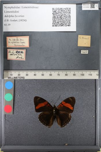 Media type: image;   Entomology 140964